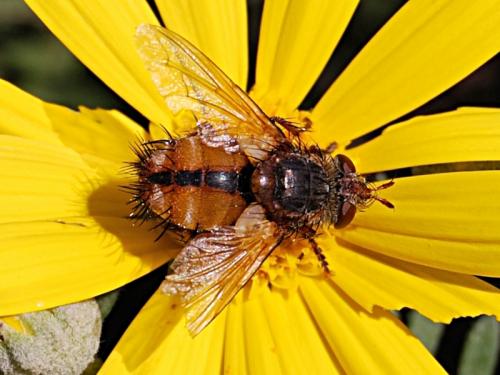 Tachina fera