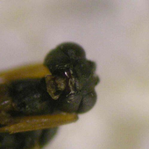 Cryptinae