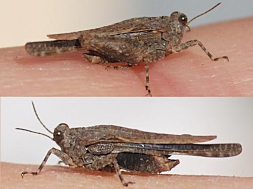 Paratettix meridionalis