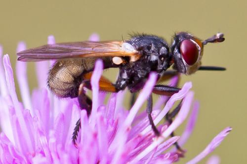 Réf. 80 958 : Thecophora sp.