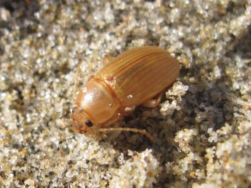 Réf. 80 674 : Xanthomus pallidus