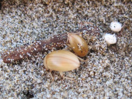 Réf. 80 675 : Xanthomus pallidus