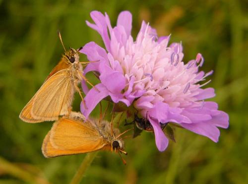 Réf. 80 039 : Thymelicus sp.