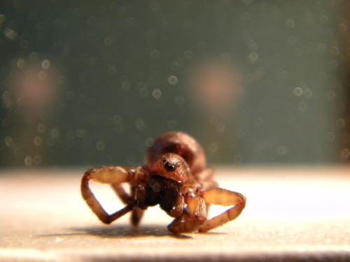 Trochosa sp.