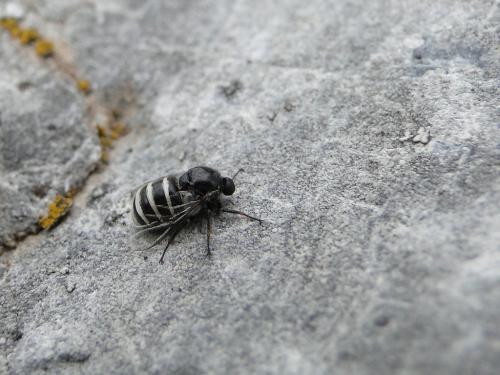 Réf. 80 234 : Ogcodes zonatus