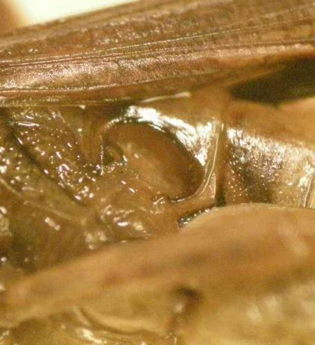 Réf. 80 149 : Chorthippus vagans vagans