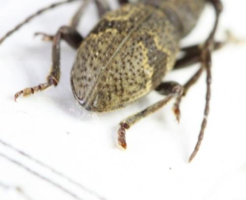 Réf. 80 012 : Parmena unifasciata
