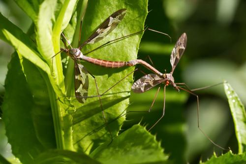 Tipula maxima