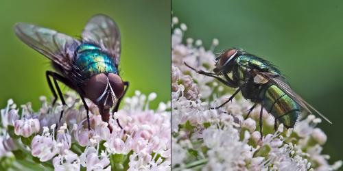 Lucilia sp.