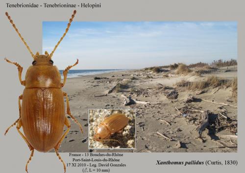 Réf. 80 730 : Xanthomus pallidus