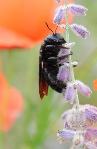 Xylocopa sp.