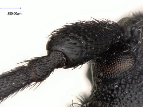 Réf. 80 044 : Purpuricenus globulicollis