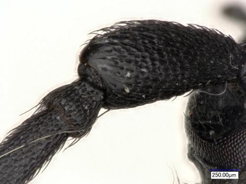 Purpuricenus kaehleri