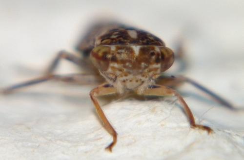 Réf. 80 356 : Idiocerus herrichii