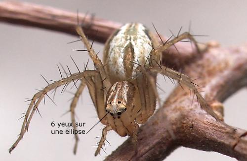 Réf. 80 956 : Oxyopes dumonti