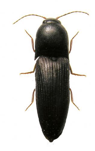 Ectamenogonus montandoni