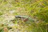 80001 – Photo : Nicolas Alric – France (05)