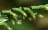 80924 – Photo : Vitaly Gumenjuk – Russie