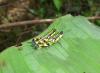 80628 – Photo : X.leen – Thaïlande
