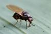 Calliopum sp.
