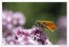 80780 – Photo : Denis Girard – France (74)
