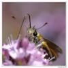 80781 – Photo : Denis Girard – France (74)