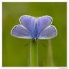 80839 – Photo : Denis Girard – France (74)