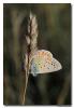 80877 – Photo : Denis Girard – France (01)