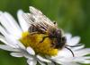 80800 – Photo : C.gager – France (49)