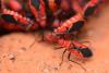 80539 – Photo : Alain Nota – Martinique