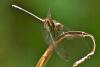 80785 – Photo : Denis Gaschignard – Guyane française