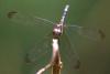 80786 – Photo : Denis Gaschignard – Guyane française