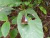 80825 – Photo : X.leen – Thaïlande