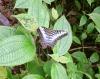 80528 – Photo : X.leen – Thaïlande