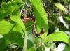 80527 – Photo : X.leen – Thaïlande