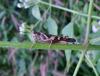 80495 – Photo : X.leen – Thaïlande