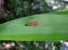 80499 – Photo : X.leen – Thaïlande