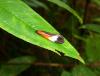80501 – Photo : X.leen – Thaïlande