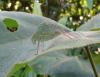 80497 – Photo : X.leen – Thaïlande
