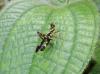 80480 – Photo : X.leen – Thaïlande