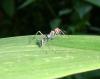 80481 – Photo : X.leen – Thaïlande