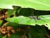 80482 – Photo : X.leen – Thaïlande