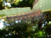 80484 – Photo : X.leen – Thaïlande