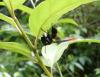 80485 – Photo : X.leen – Thaïlande
