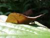 80487 – Photo : X.leen – Thaïlande
