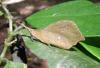 80488 – Photo : X.leen – Thaïlande