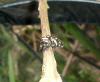 80642 – Photo : X.leen – Thaïlande