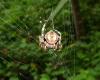 80646 – Photo : X.leen – Thaïlande