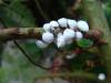80425 – Photo : Jean-Claude Jamoulle – France (06)