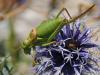 80086 – Photo : Prisca – France (05)